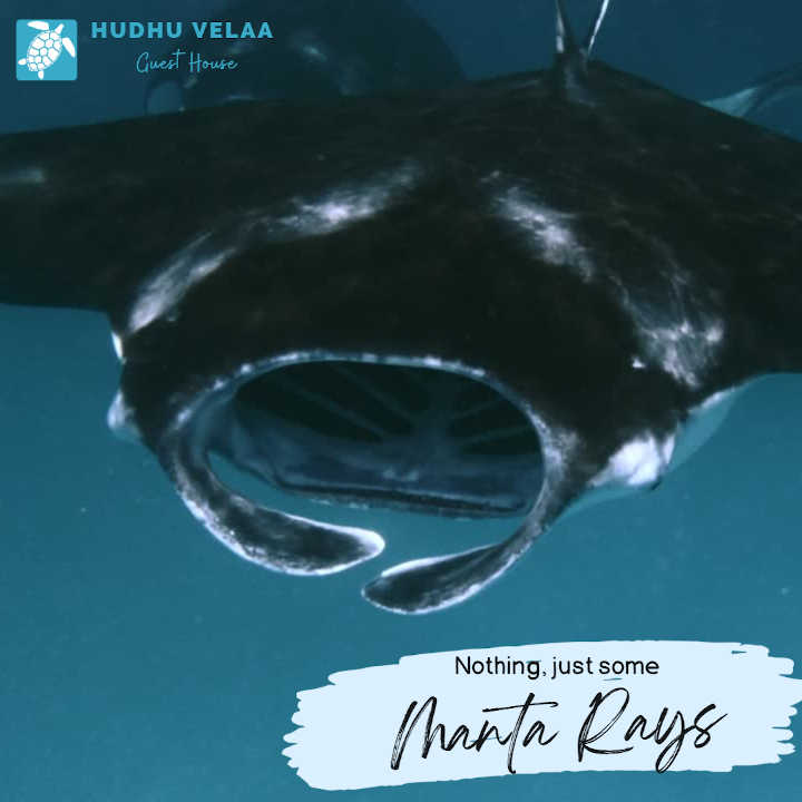 Instagram Gallery - Hotel Webflow Template